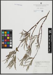 Foto von Salix alba L.